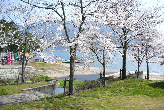 琵琶湖の桜