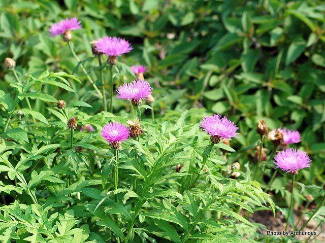 Centaurea dealbata