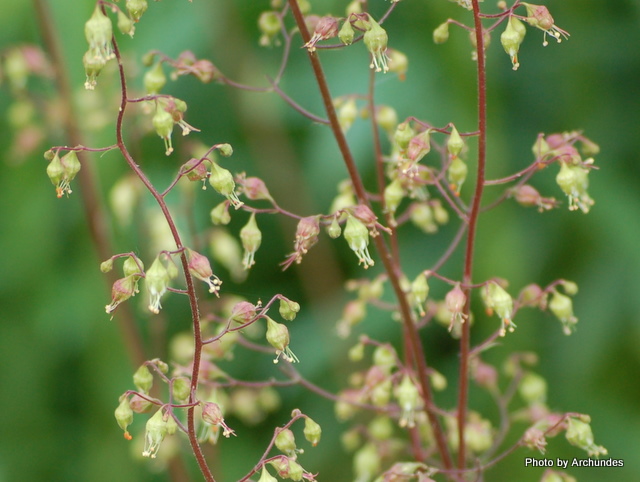 Heuchera hybrida cv. Armeniaca