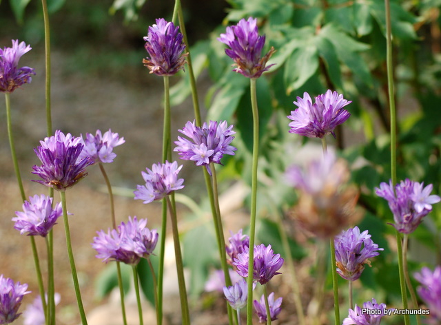 fBPXe}ERQXgD Dichelostemma congestum