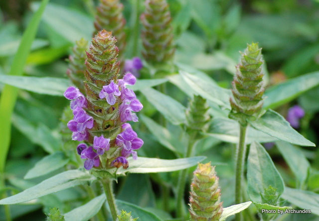 Ec{OT@Prunella vulgaris ssp.asiatica