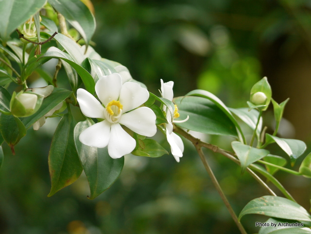 Blakea gracilis