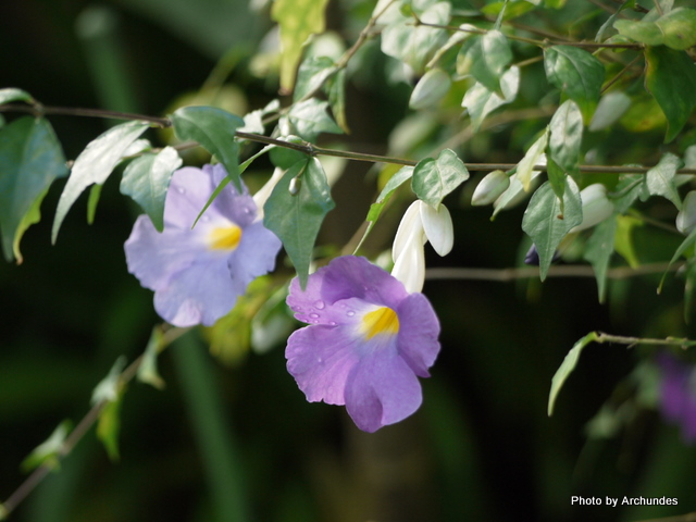 Thunbergia vogeliana@cxMAEEHQAi