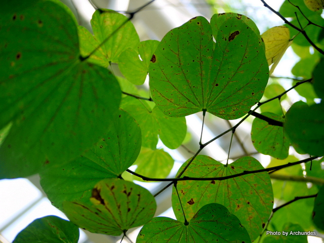 Bauhinia monandora