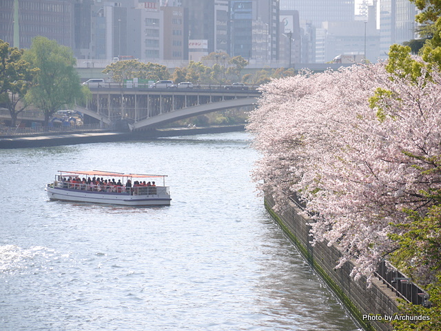 大川の桜