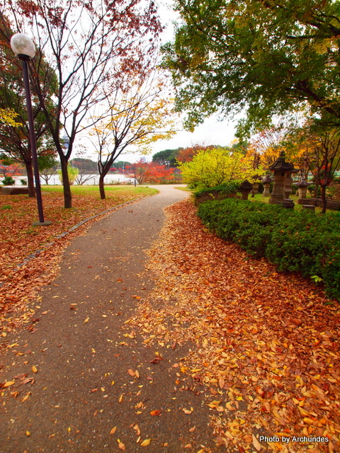 落葉の散歩道　2