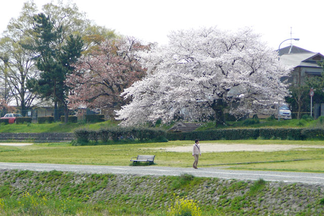 春の賀茂川風景