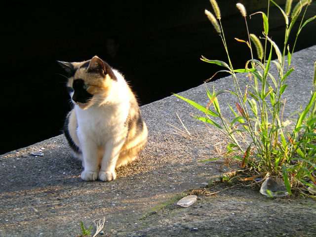 夕陽を浴びる猫